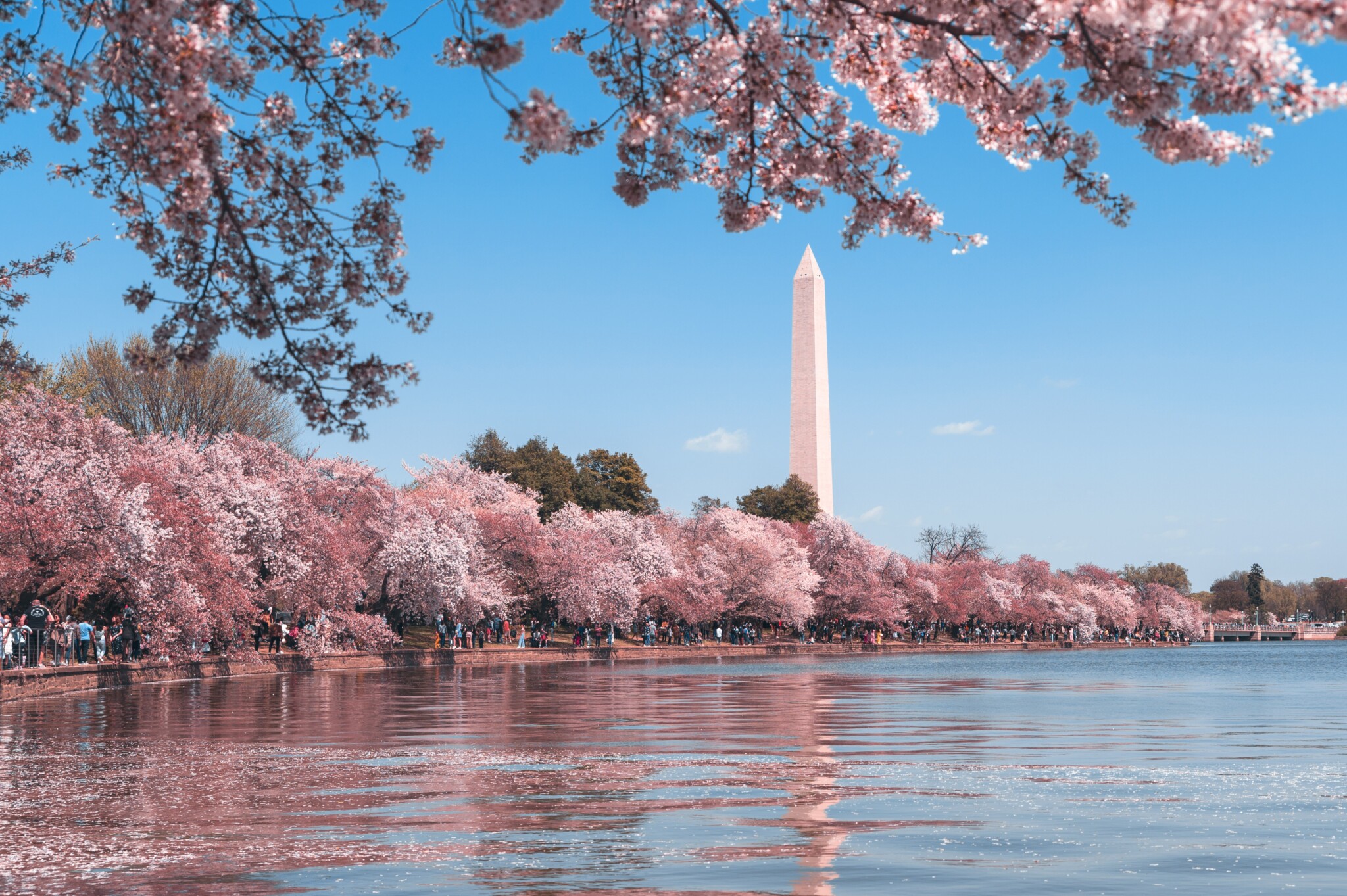 Ce qu'il faut savoir sur les cerisiers en fleurs à Washington, DC
